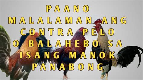 sinyal ng manok|Paano mo malalaman ang kuntra pelo or balahebo .
